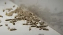 Тополя моль і як позбутися від нього